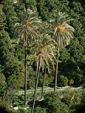 Palmeras